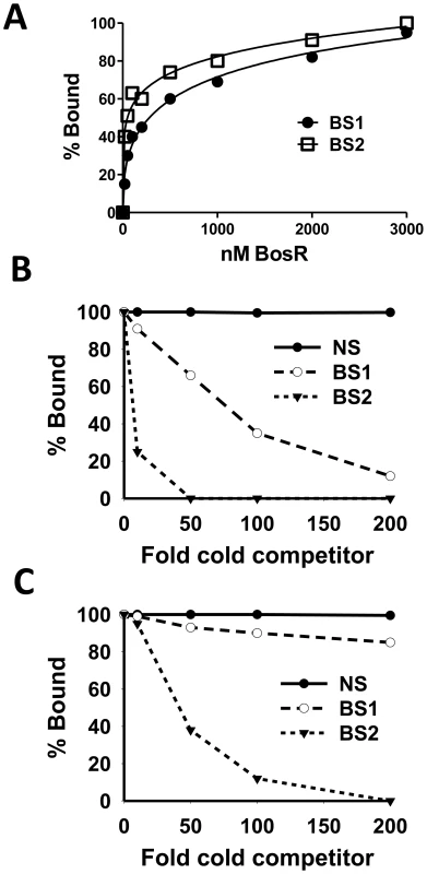 Comparison of the relative affinity of BosR for BS1 (ZM132) and BS2 (ZM127).