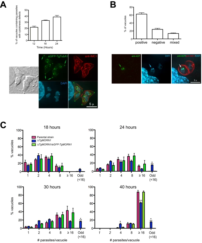 <i>ΔTgMORN1</i> parasites display defects in cytokinesis and apicoplast segregation.