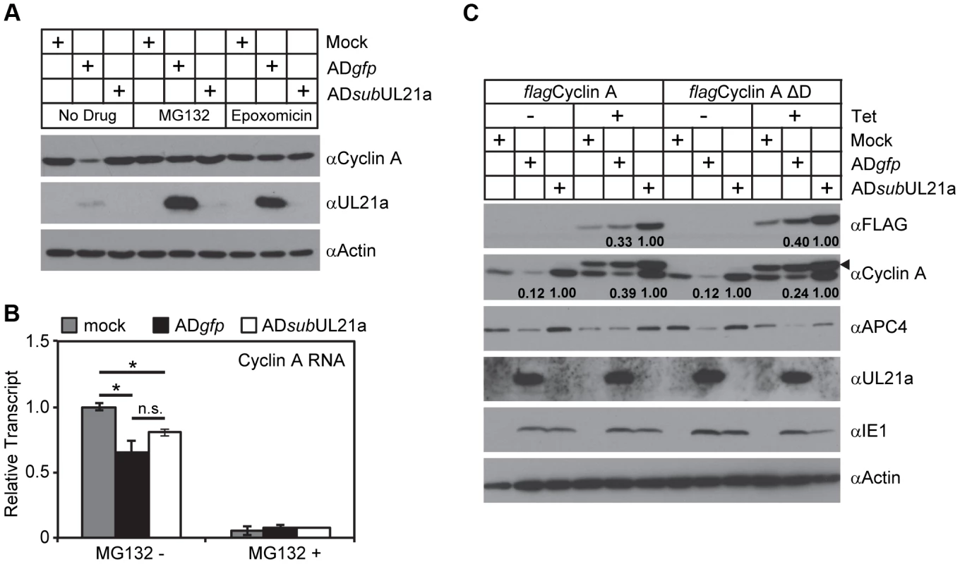 pUL21a induces proteasome-dependent degradation of cyclin A.