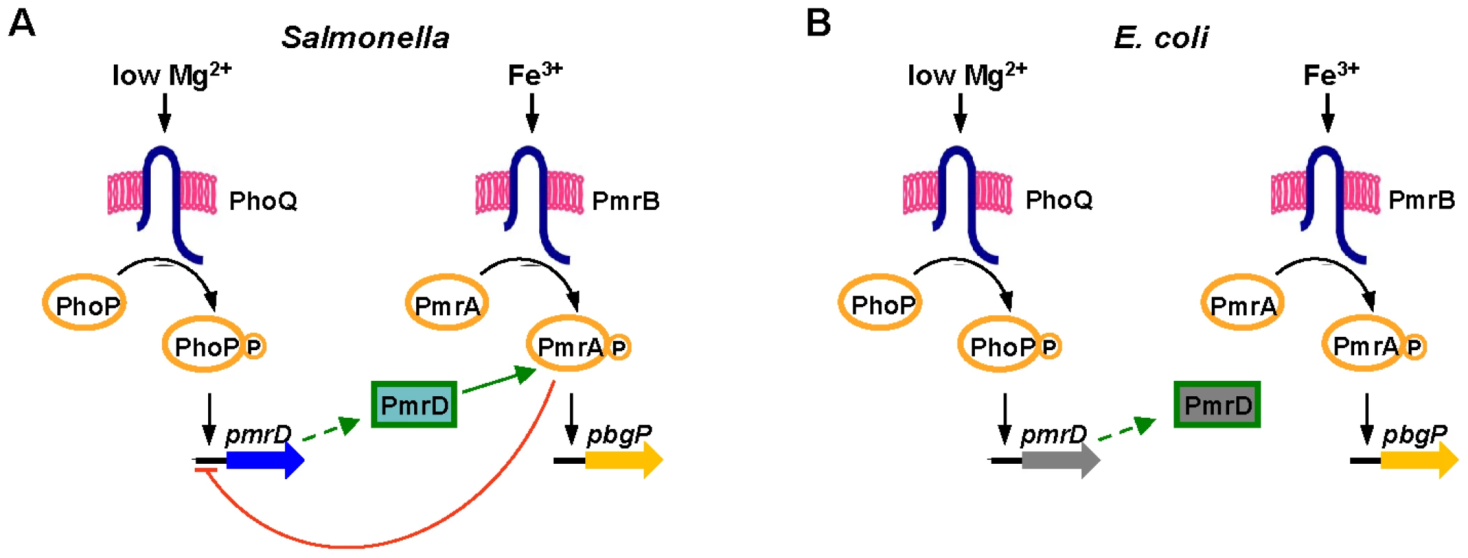 Model of the interactions between the PhoP/PhoQ and PmrA/PmrB two-component systems in <i>Salmonella</i> and <i>E. coli</i>.