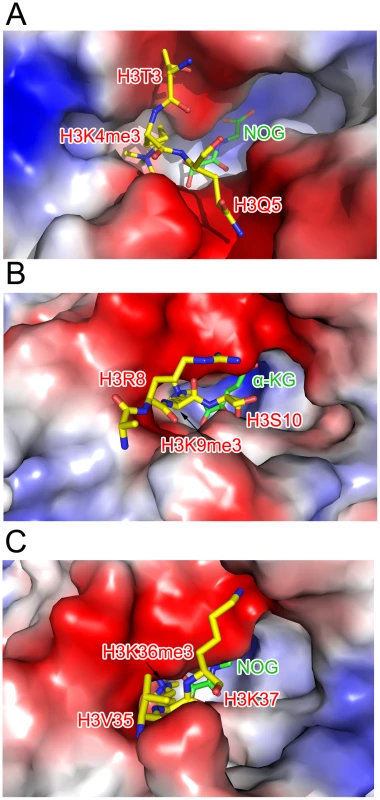 Comparison of the substrate peptide binding modes of c-JMJ703 and c-JMJD2A.