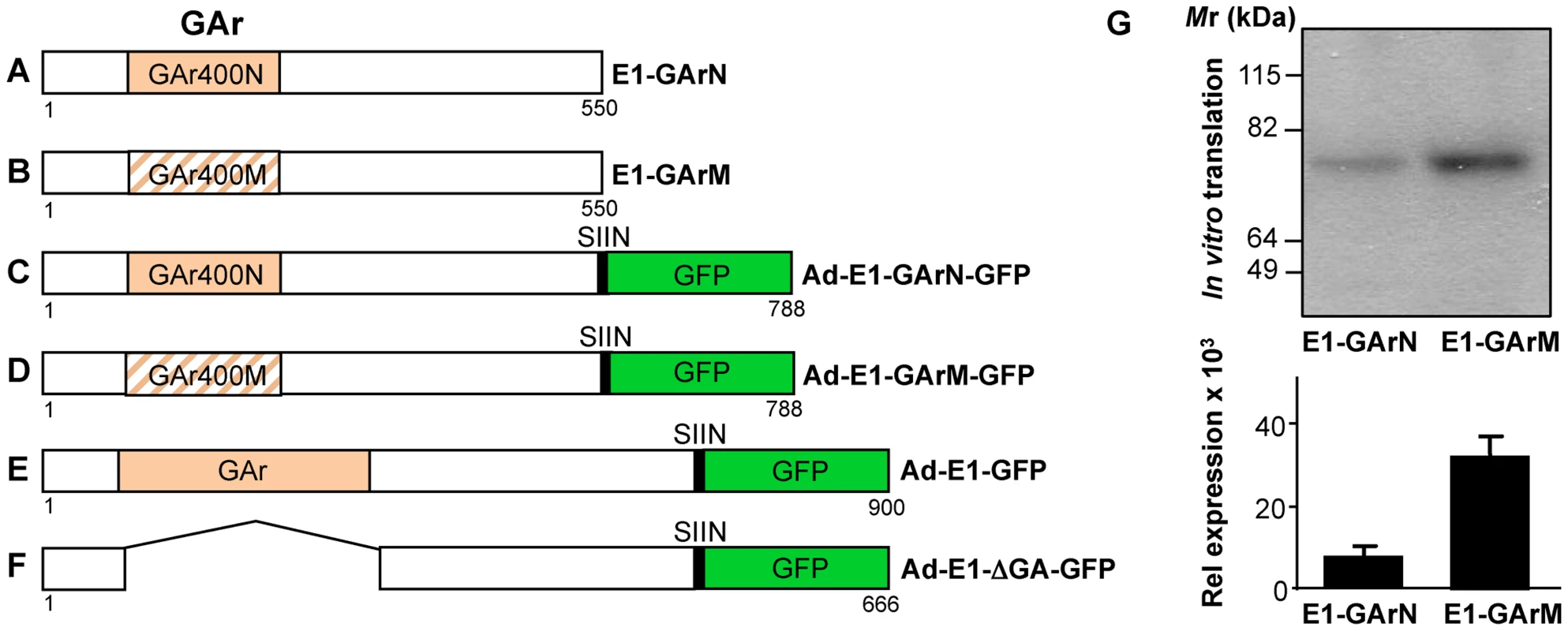 Schematic description of EBNA1 expression constructs comprising different GAr mRNA sequences whilst encoding identical protein sequences.