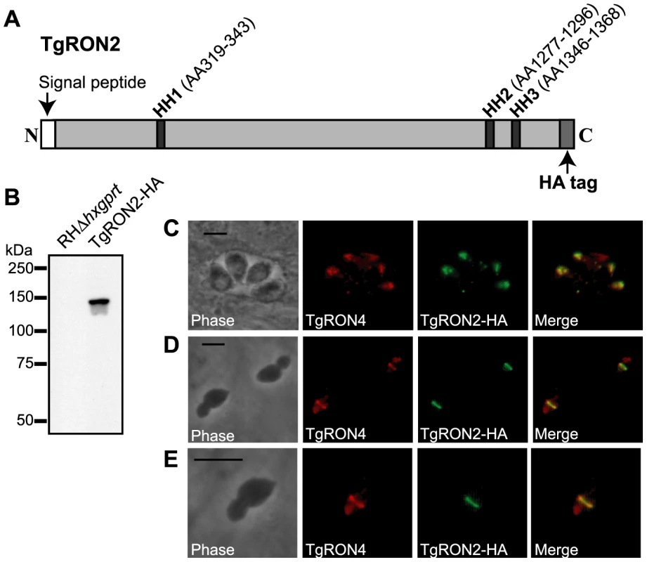Visualization of TgRON2-HA in the rhoptry necks and at the MJ.