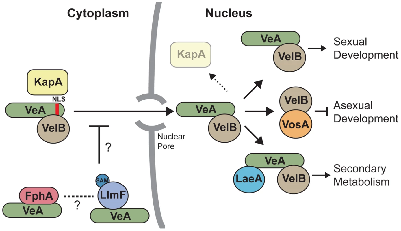 A model illustrates that LlmF controls VeA subcellular localization through methylation of an unknown substrate.