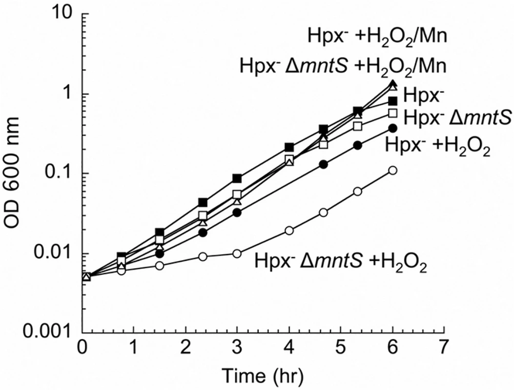 MntS confers resistance to hydrogen peroxide upon manganese limitation.