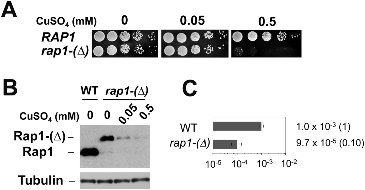 Requirement of Rap1 on chromosome truncation at TG repeats.