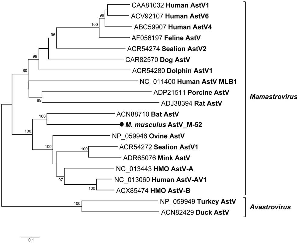 Phylogenetic analysis of mouse astrovirus.