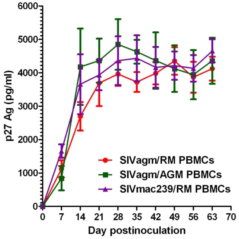 In vitro SIVagm replication on PBMCs from rhesus macaques and AGMs.