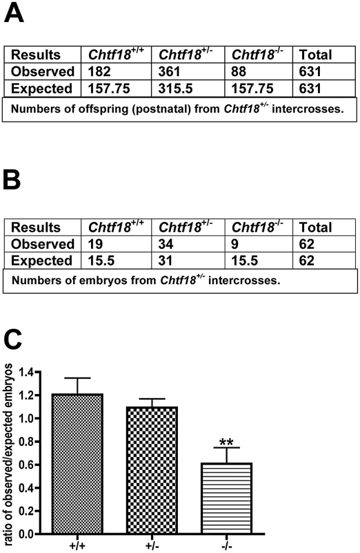<i>Chtf18</i><sup>−/−</sup> mice are born at submendelian ratios.