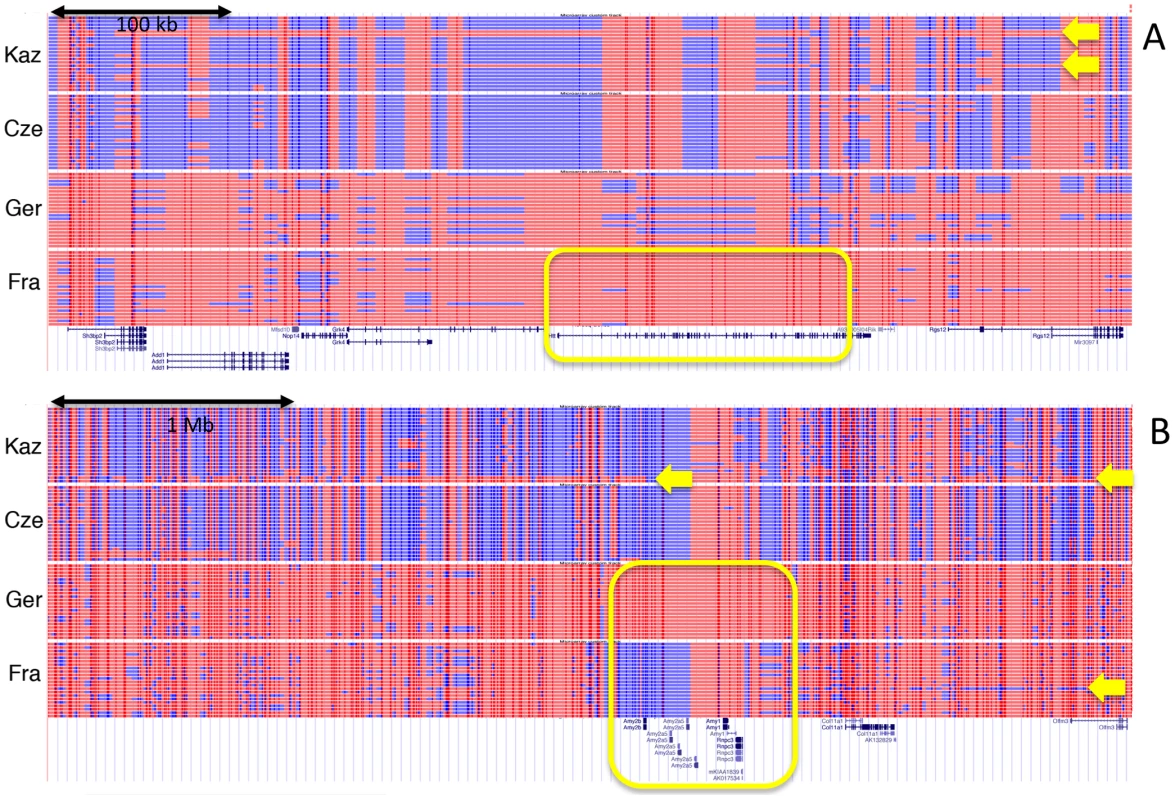 Haplotype tracks showing sweeps and introgression regions.