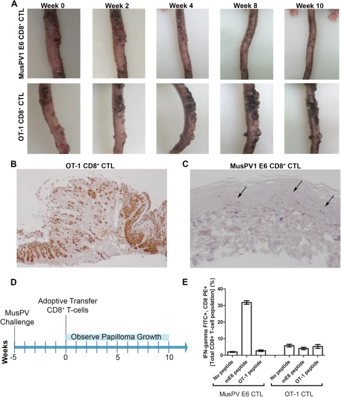 Control of established papilloma by adoptive transfer of MusPVE6-specific CD8+ T cell line.