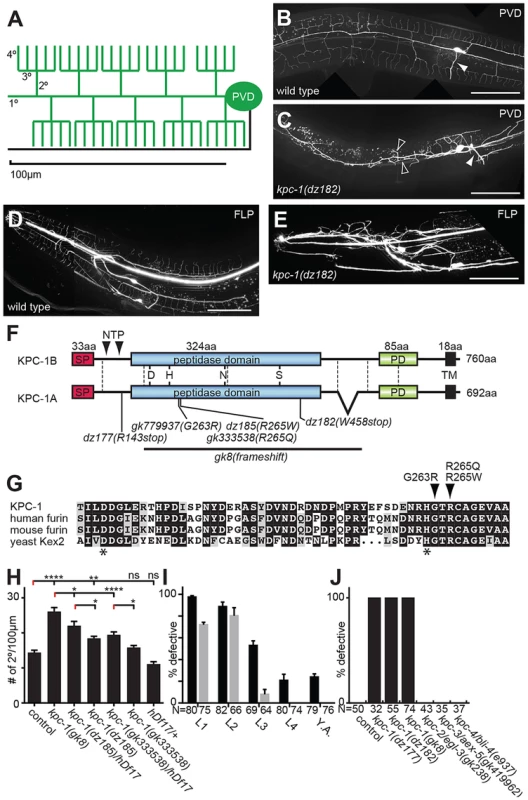 KPC-1 is required for development of dendritic arbors.