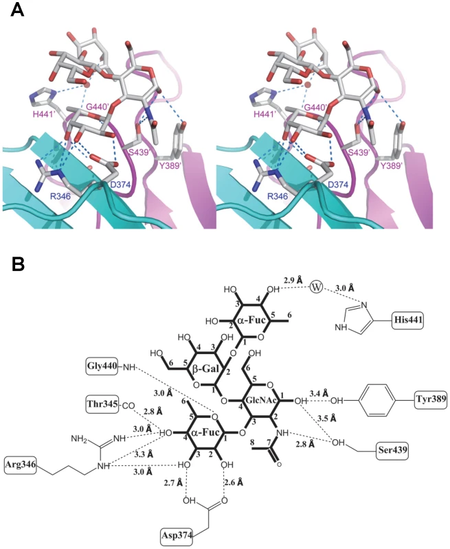 Extensive interaction network between VA207 P dimer and Lewis Y tetrasaccharide.