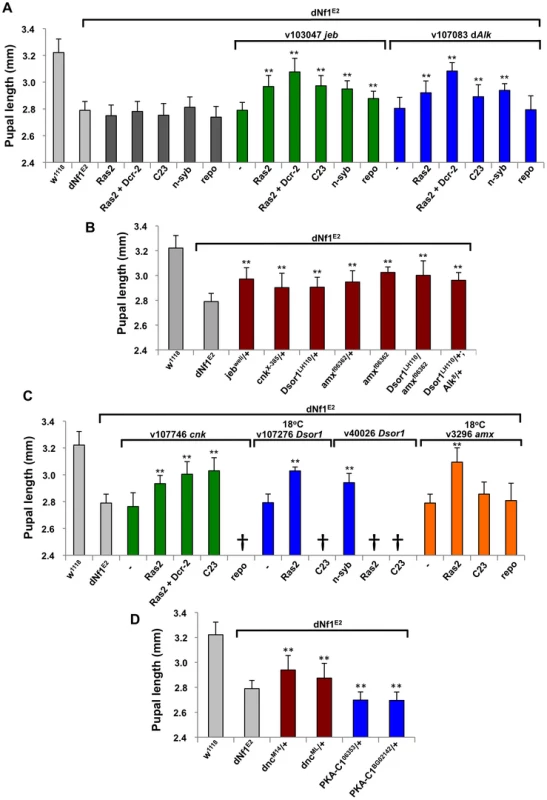 Validation of <i>dNf1</i> modifiers involved in Jeb/dAlk/Ras/ERK and cAMP signaling.