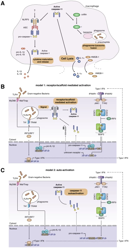 Caspase-11 effector functions and models for caspase-11 activation.