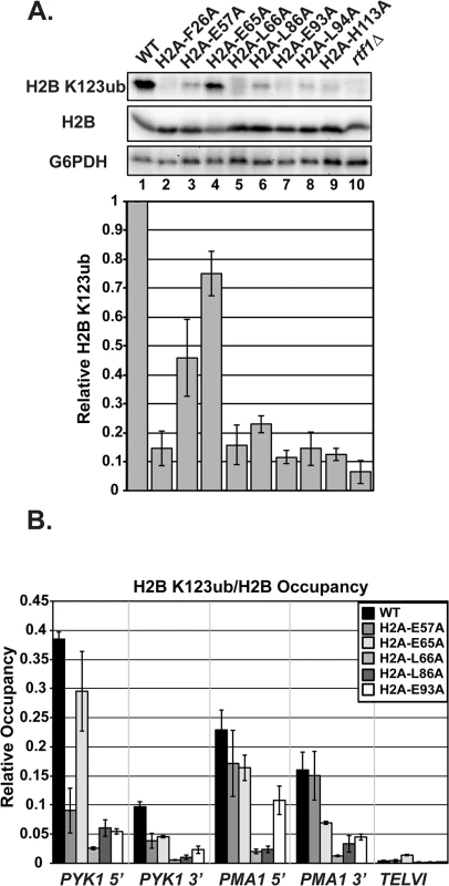 Substitutions in H2A cause H2B K123ub defects.