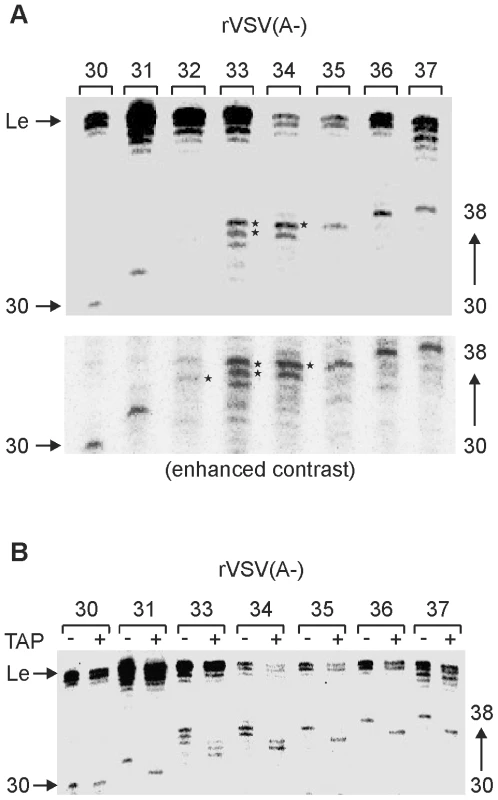 Determination to a single nucleotide the length at which VSV mRNA gets capped.