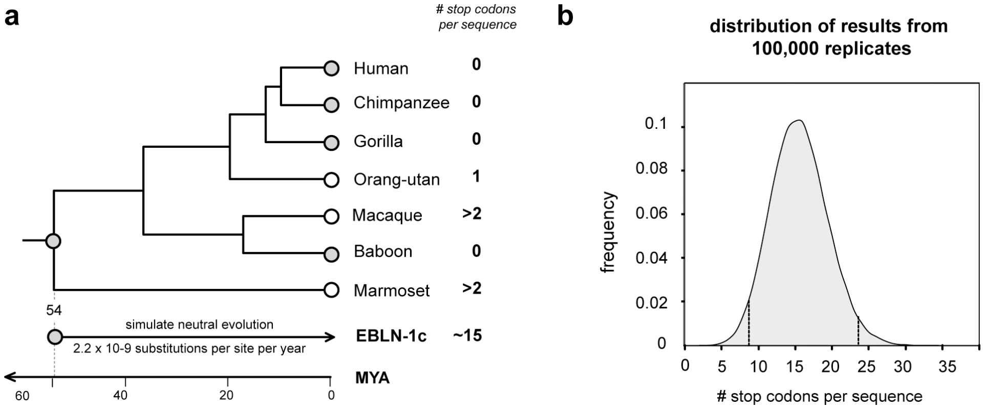 Evolution of EBLN elements in primates.