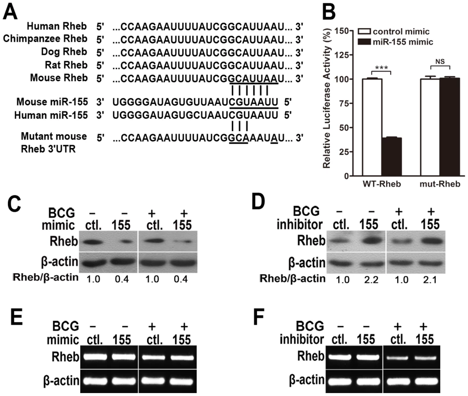 miR-155 post-transcriptionally represses Rheb expression by targeting its 3′UTR.