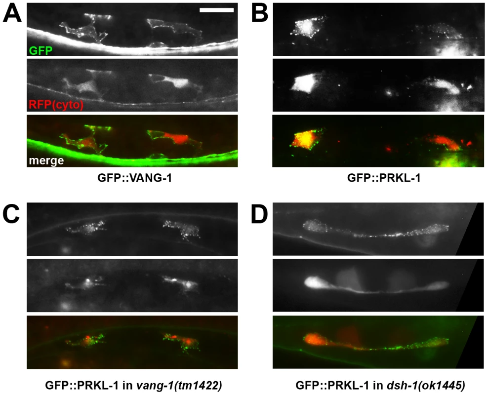 PRKL-1 and VANG-1-GFP fusions in VC neurons are localized to the plasma membrane.