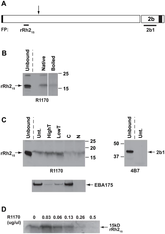 Recombinant rRh2<sub>15</sub> binds erythrocytes.