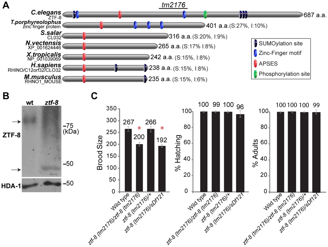 ZTF-8 is a conserved protein required for normal brood size.