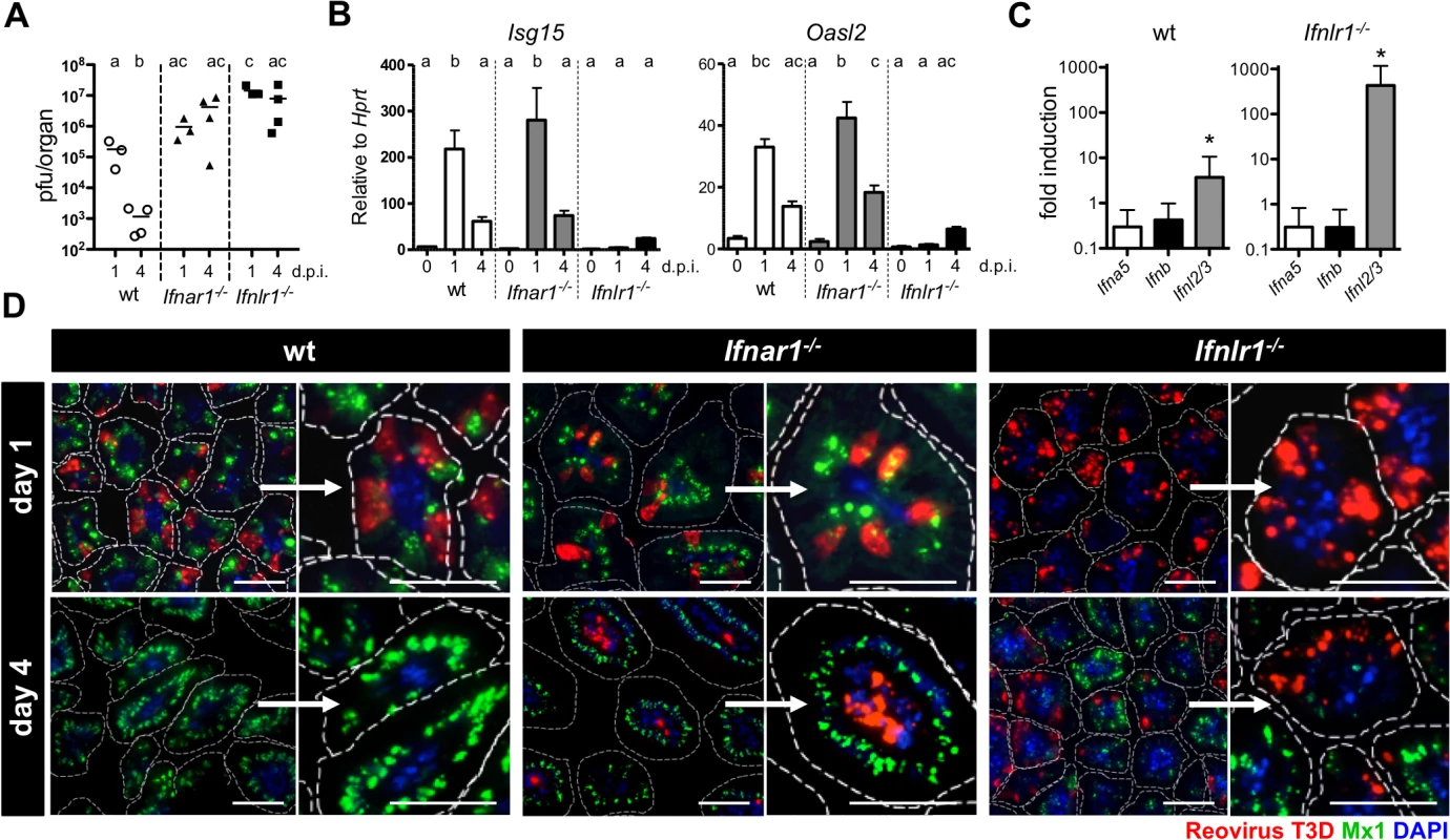 Timely IFN-λ production by epithelial cells drives rapid clearance of intestinal reovirus infection.