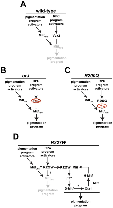 Regulation of pigmentation programs in wild-type and mutant RPCs.