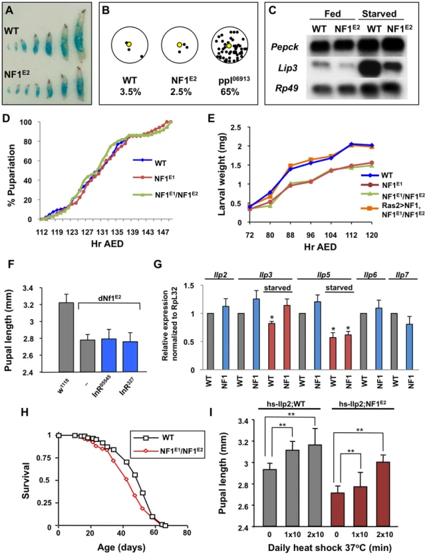 Loss of <i>dNf1</i> does not phenocopy starvation or alter developmental timing.
