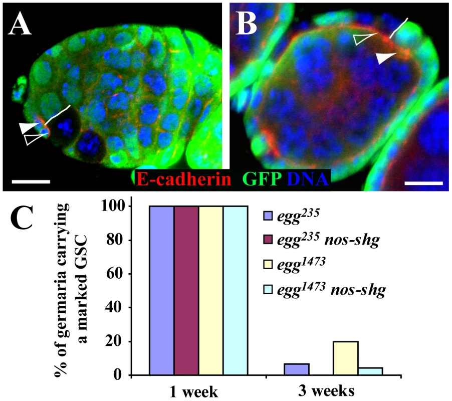 <i>egg</i> is dispensable intrinsically for maintaining E-cadherin accumulation in the GSC-niche junction.