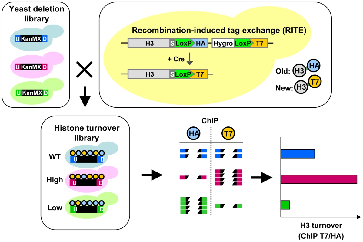 Combining Epi-ID with RITE to screen for histone turnover mutants.