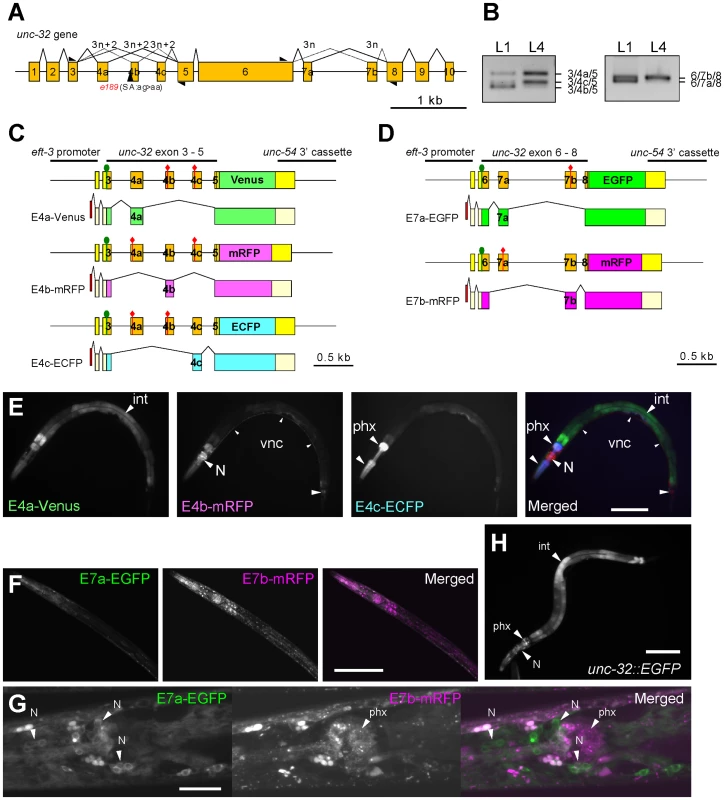 The mutually exclusive exons of the <i>unc-32</i> gene are regulated in tissue-specific manners.