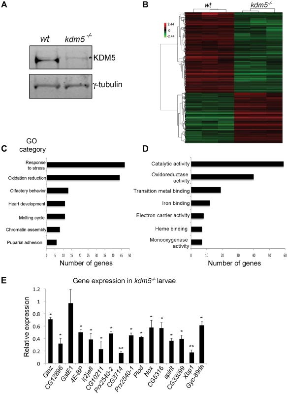 KDM5 mutants show reduced expression of genes required to reduce oxidative stress.