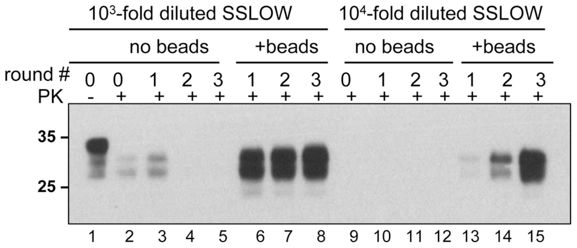 Beads improve the amplification efficiency of SSLOW.