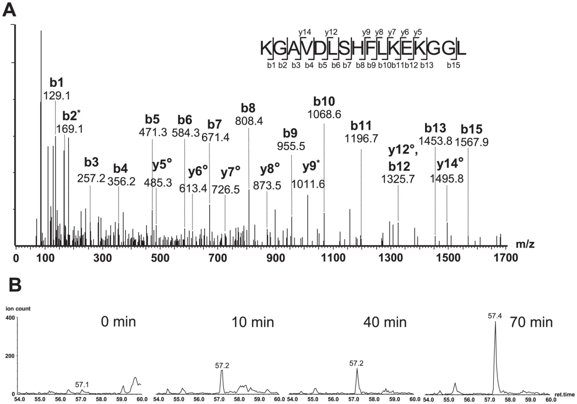 Oligopeptide HIV-1<sub>92UG029</sub> produced a correct C-terminally cleaved peptide (KGAVDLSHFLKEKGGL).