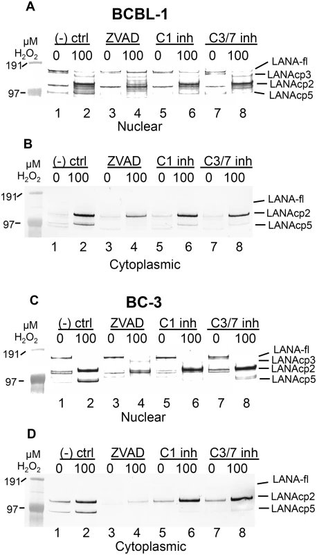 Caspase inhibitors block oxidative stress-induced changes in LANA.