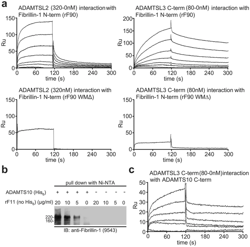 Biochemical analyses of interactions among ADAMTSL proteins, fibrillin-1, and ADAMTS-10.