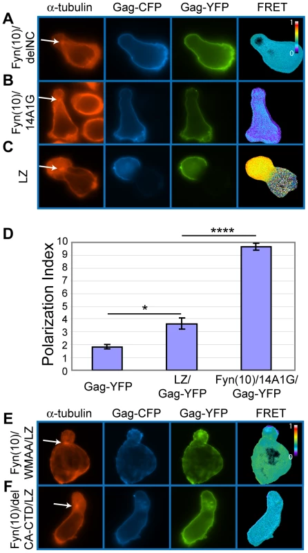 Higher-order multimerization mediated by NC is required for Gag localization to the uropod.