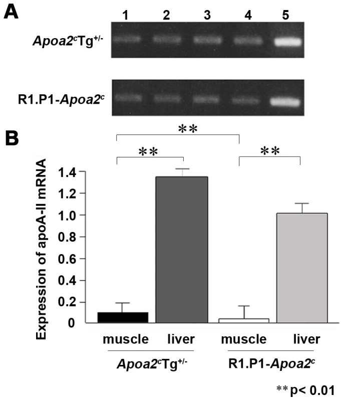 Expression of apoA-II mRNA in various skeletal muscles.