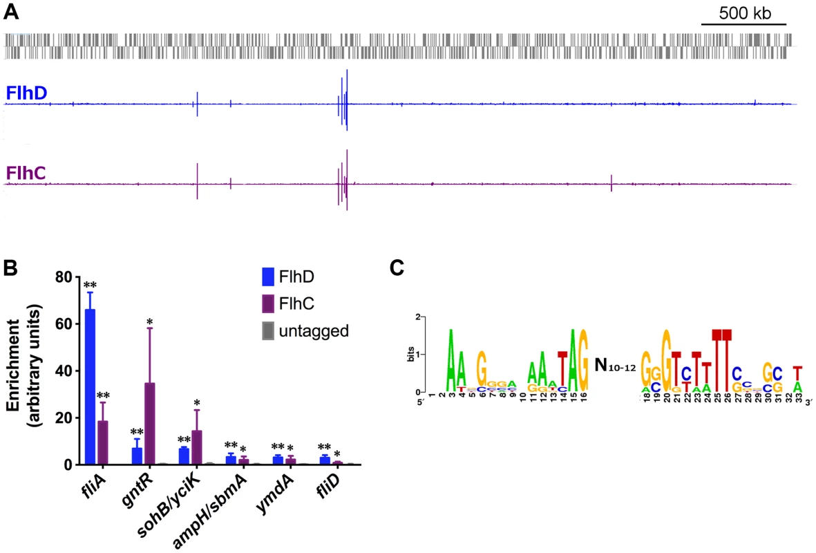 Genome-wide binding of FlhD and FlhC.