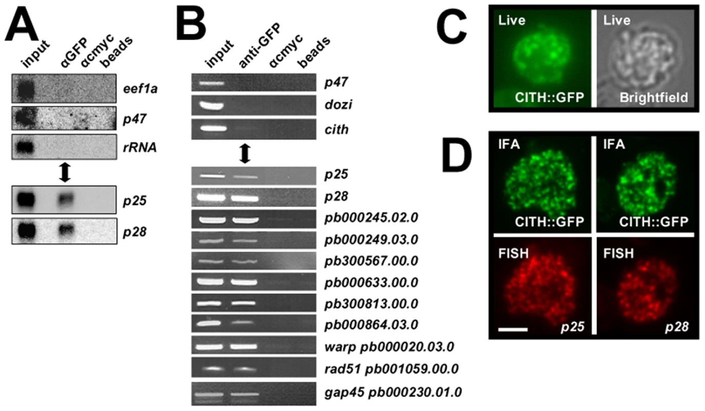 CITH co-localizes with translationally repressed mRNAs.