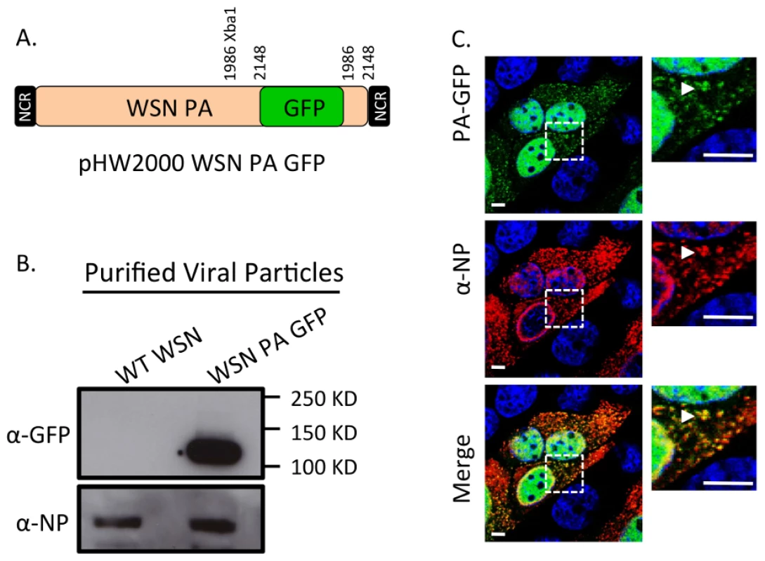 Generation of WSN PA-GFP influenza virus.