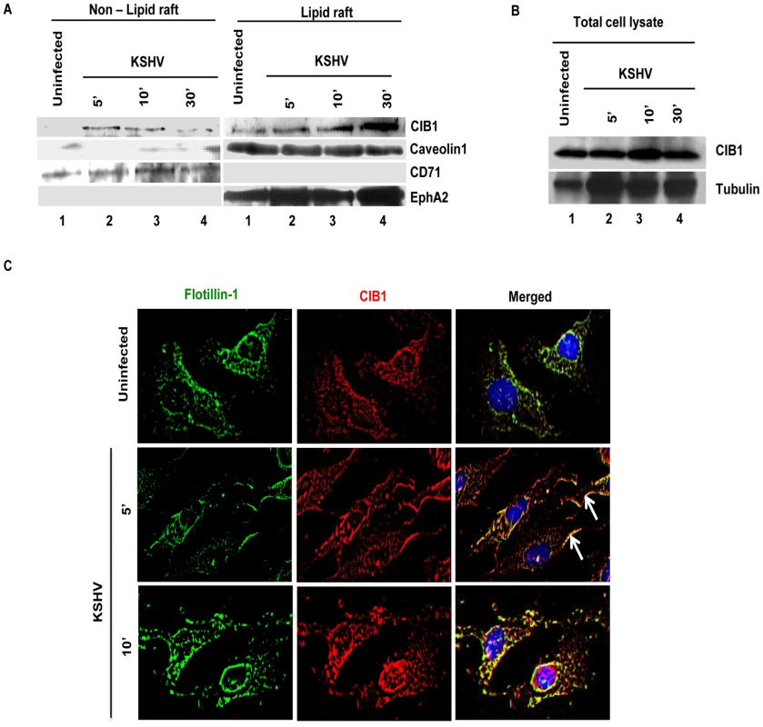 CIB1 association with membrane lipid rafts of HMVEC-d cells early during <i>de novo</i> KSHV infection.