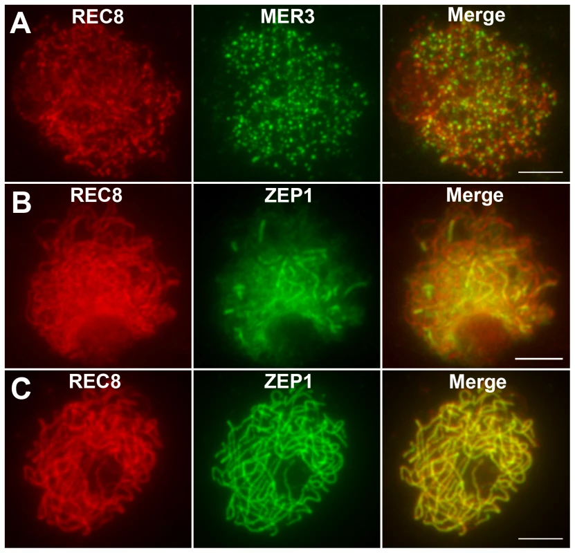 Immunolocalization of REC8, MER3, and ZEP1 in <i>hei10-1</i>.