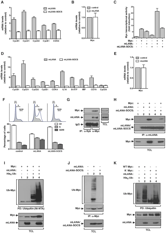 mLANA promotes Myc transcriptional activity and cell cycle progression through E3 ubiquitin-ligase activity.