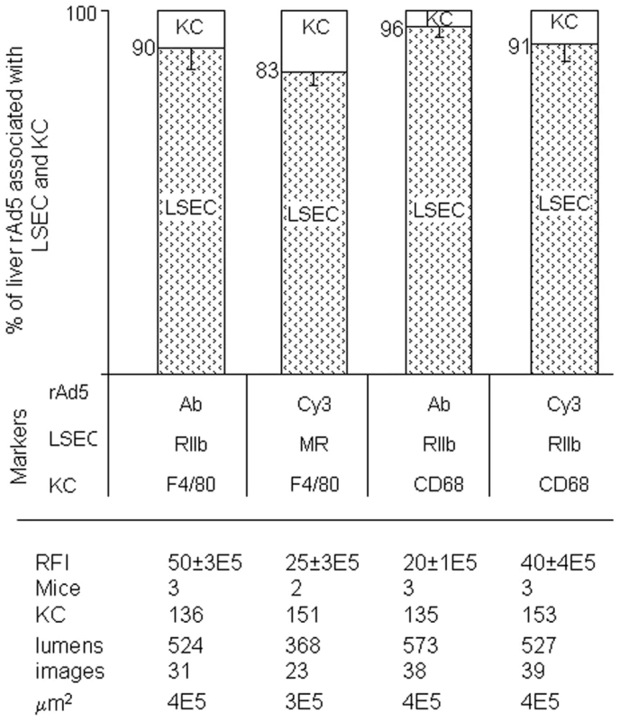 Quantification of rAd5 association with LSEC and KC.