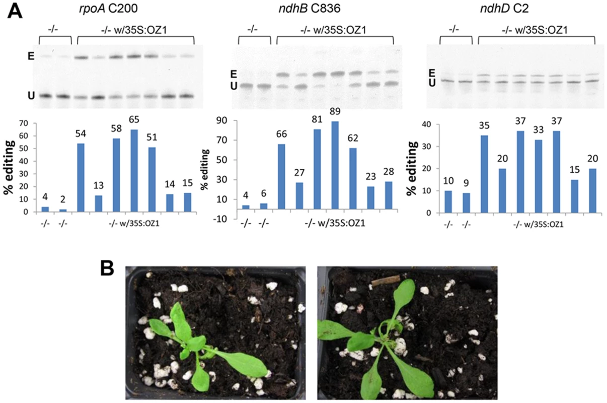 Stable expression of <i>OZ1</i> under a 35S promoter in <i>oz1</i> mutant plants complements the editing and phenotypic defects.