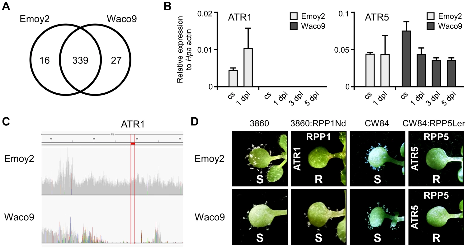 <i>Hpa</i> Waco9 overcomes recognition by RPP4, but not RPP5.