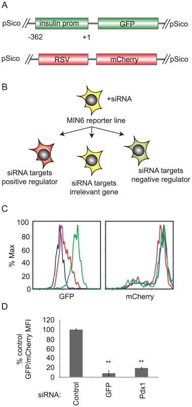 siRNA screening system to identify regulators of insulin promoter activity.