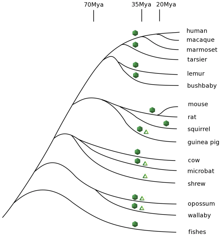 Phylogenetic tree of vertebrates that encode Bornavirus- and Filovirus- like proteins in their genomes.